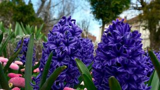 Boje i mirisi proljeća, Foto: CROPIX