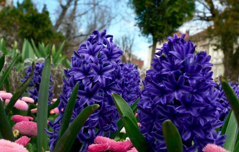 Boje i mirisi proljeća, Foto: CROPIX