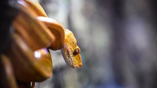 Stanari zagrebačkog Zoološkog vrta u zimskom razdoblju