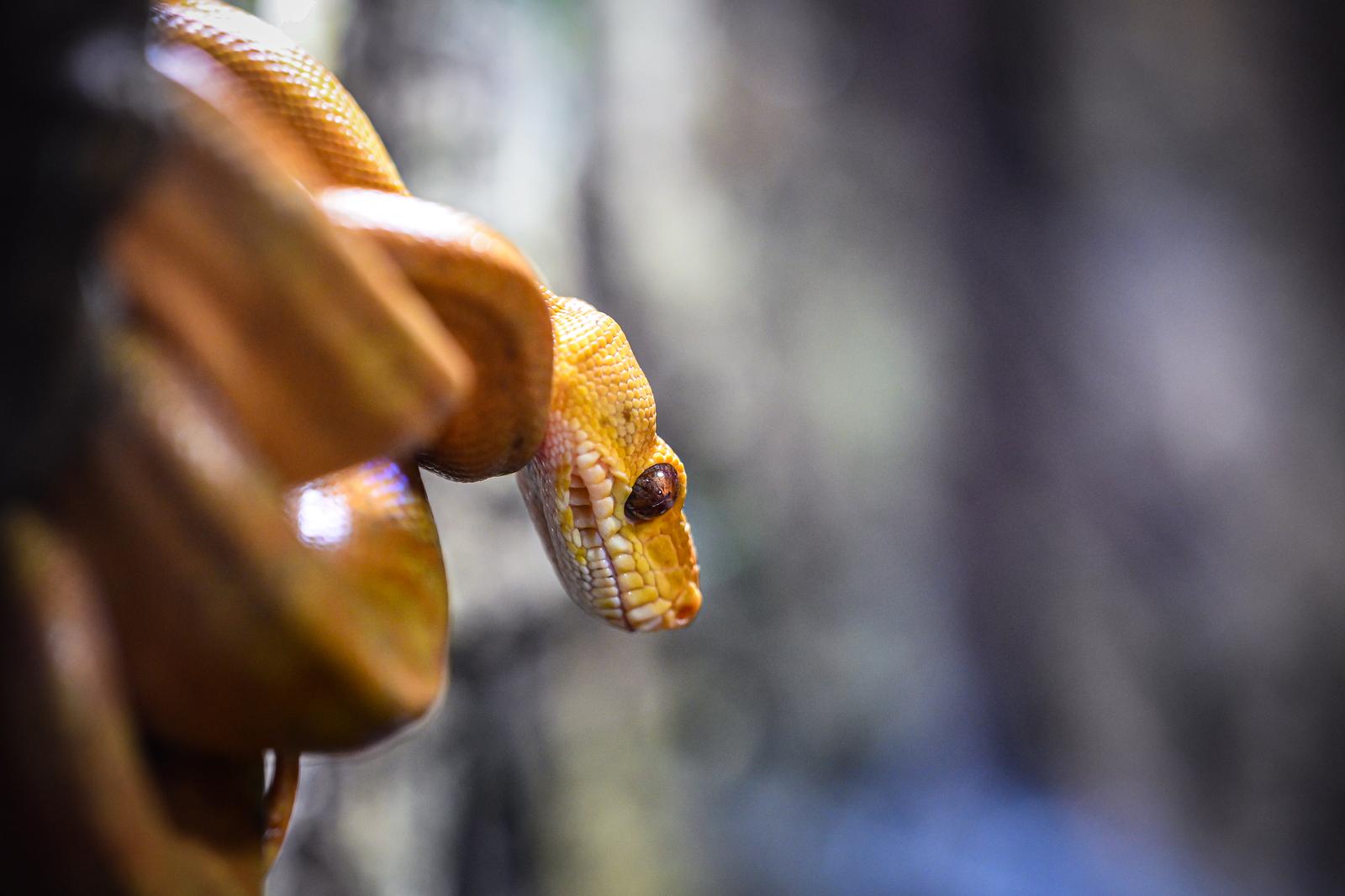 Stanari zagrebačkog Zoološkog vrta u zimskom razdoblju