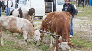 Benkovački sajam 10. travnja 2013, Foto: Leo Banić
