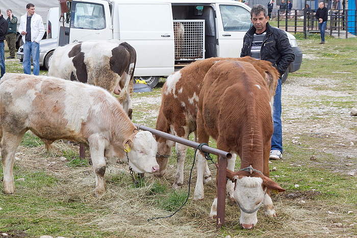 Benkovački sajam 10. travnja 2013, Foto: Leo Banić