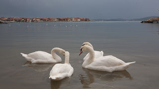 Labudovi u Bibinjama 10. siječnja 2013, Foto: Leo Banić