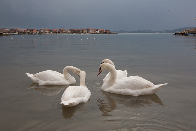Labudovi u Bibinjama 10. siječnja 2013, Foto: Leo Banić