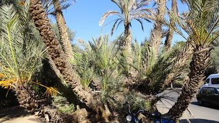 Skitnja Casablancom, foto: Pero Šindija