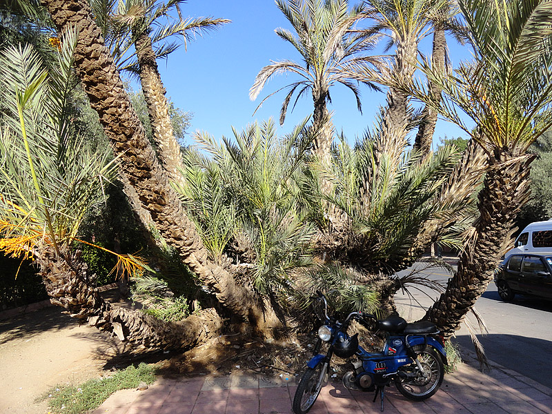 Skitnja Casablancom, foto: Pero Šindija