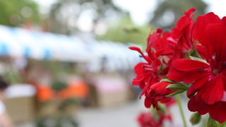 Sveti Filip i Jakov: 11. Dani cvijeca Zadarske zupanije, Foto: Martin Brkljaca Sveti Filip i Jakov: 11. Dani cvijeca Zadarske zupanije, Foto: Martin Brkljaca