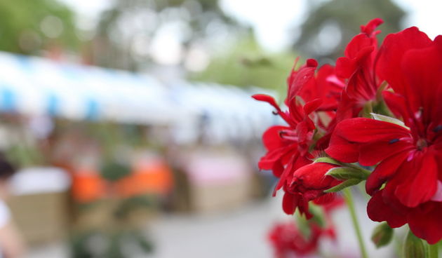 Sveti Filip i Jakov: 11. Dani cvijeca Zadarske zupanije, Foto: Martin Brkljaca