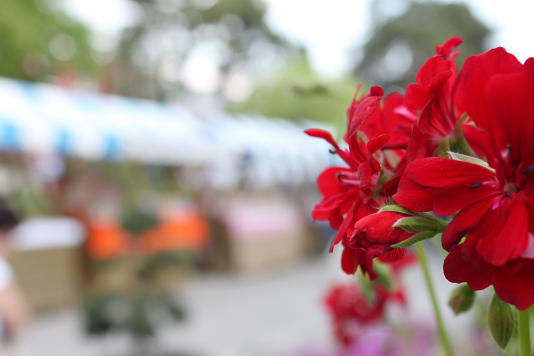 Sveti Filip i Jakov: 11. Dani cvijeca Zadarske zupanije, Foto: Martin Brkljaca Sveti Filip i Jakov: 11. Dani cvijeca Zadarske zupanije, Foto: Martin Brkljaca