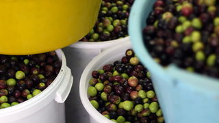 Zadar, 051112.
Uljare na zadarskom podrucju ubrzano preradjuju masline u ulje, ali prvi podaci govore da je ove godine randman izuzetno slab zbog velike suse u Dalmaciji. Detalj iz Uljare Zadar na Novom Bokanjcu u Zadru.
Foto: Jure Miskovic / CROPIX Zadar, 051112.
Uljare na zadarskom podrucju ubrzano preradjuju masline u ulje, ali prvi podaci govore da je ove godine randman izuzetno slab zbog velike suse u Dalmaciji. Detalj iz Uljare Zadar na Novom Bokanjcu u Zadru.
Foto: Jure Miskovic / CROPIX