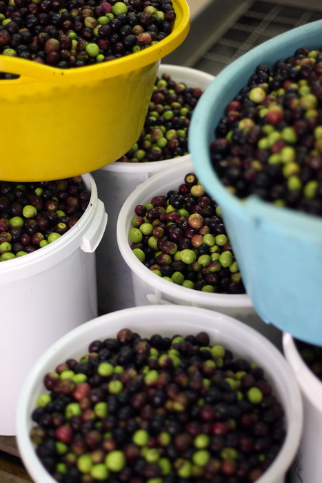 Zadar, 051112.
Uljare na zadarskom podrucju ubrzano preradjuju masline u ulje, ali prvi podaci govore da je ove godine randman izuzetno slab zbog velike suse u Dalmaciji. Detalj iz Uljare Zadar na Novom Bokanjcu u Zadru.
Foto: Jure Miskovic / CROPIX Zadar, 051112.
Uljare na zadarskom podrucju ubrzano preradjuju masline u ulje, ali prvi podaci govore da je ove godine randman izuzetno slab zbog velike suse u Dalmaciji. Detalj iz Uljare Zadar na Novom Bokanjcu u Zadru.
Foto: Jure Miskovic / CROPIX