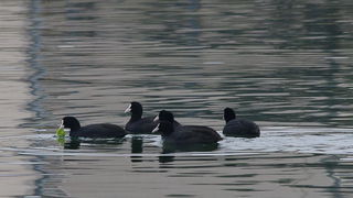 Liske u uvali Bregdetti