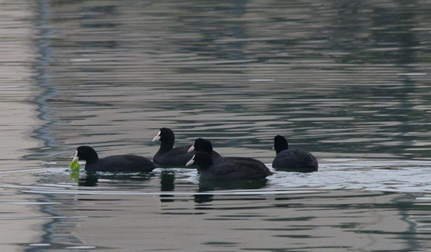 Liske u uvali Bregdetti