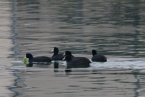 Liske u uvali Bregdetti
