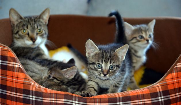 Vrijeme okota: Saznajte koliko mačka nosi mačiće