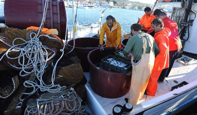 Tribunj – U ribarskoj luci u Tribunju ribari preslazu slab nocasnji ulov plave ribe. Photo: Hrvoje Jelavic/PIXSELL Autor  Hrvoje Jelavic/PIXSELL Ključne riječi  riba, ulov, ribari, Fisch, srdela,