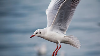 Zadarski galebovi (foto:Saša Čuka)