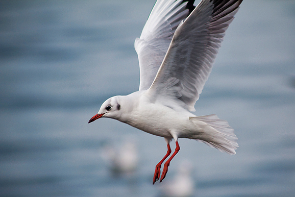 Zadarski galebovi (foto:Saša Čuka)