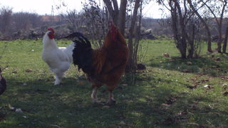 OLYMPUS DIGITAL CAMERA OLYMPUS DIGITAL CAMERA