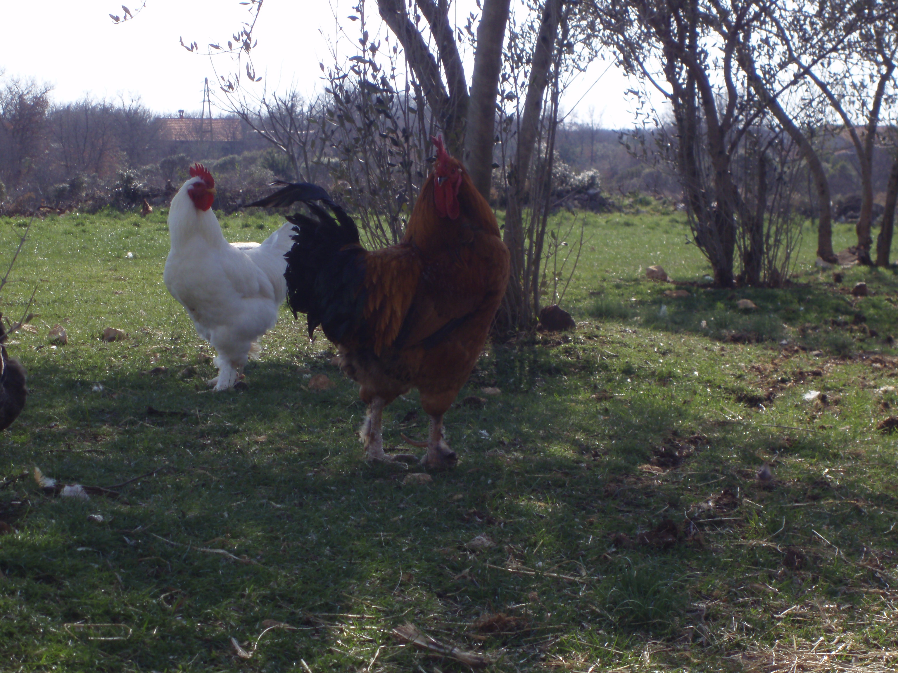 OLYMPUS DIGITAL CAMERA OLYMPUS DIGITAL CAMERA