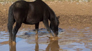 Divlji konji, foto: Leo Banić