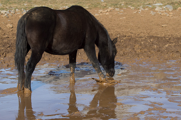 Divlji konji, foto: Leo Banić