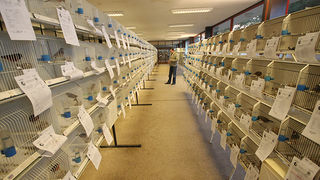 Ornitološko prvenstvo Hrvatske u hotelu Zadar (foto:Saša Čuka)