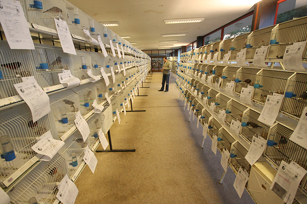 Ornitološko prvenstvo Hrvatske u hotelu Zadar (foto:Saša Čuka)