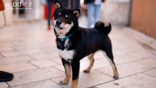 Đir po gradu, subotnja špica 23. ožujka 2019.