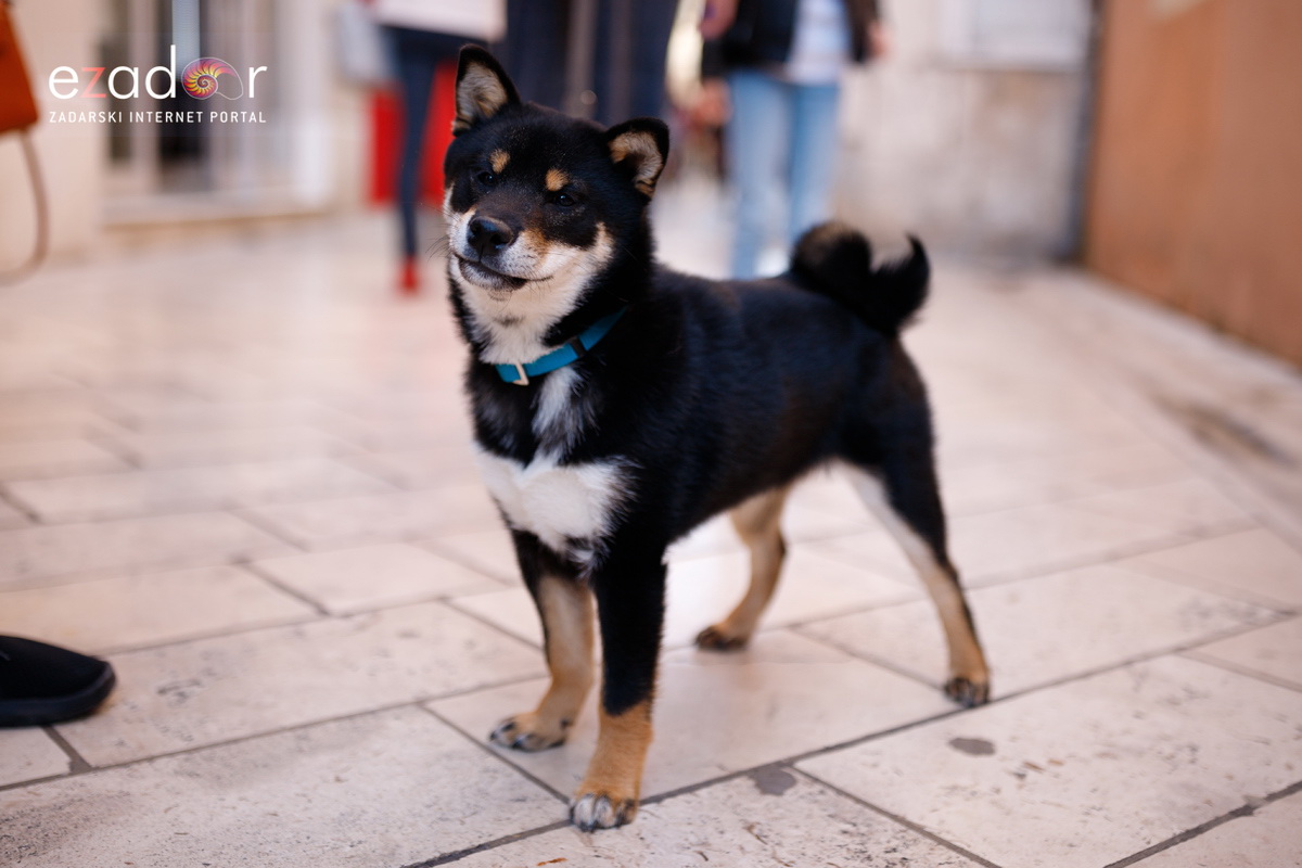 Đir po gradu, subotnja špica 23. ožujka 2019.