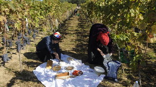 Stankovci, 101010.
Zadnja berba grozdja vodicke obitelji Roca u njihovom vinogradu. Po tradicionalnom obicaju zenski dio beraca bio je u vodickim “radnim nosnjama” koje su zene nekada nosile.
Foto: Marija Mihic / Cropix Stankovci, 101010.
Zadnja berba grozdja vodicke obitelji Roca u njihovom vinogradu. Po tradicionalnom obicaju zenski dio beraca bio je u vodickim “radnim nosnjama” koje su zene nekada nosile.
Foto: Marija Mihic / Cropix