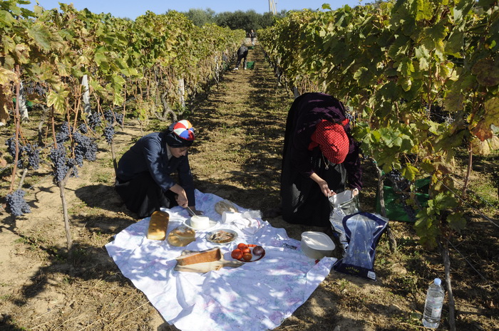 Stankovci, 101010.
Zadnja berba grozdja vodicke obitelji Roca u njihovom vinogradu. Po tradicionalnom obicaju zenski dio beraca bio je u vodickim “radnim nosnjama” koje su zene nekada nosile.
Foto: Marija Mihic / Cropix Stankovci, 101010.
Zadnja berba grozdja vodicke obitelji Roca u njihovom vinogradu. Po tradicionalnom obicaju zenski dio beraca bio je u vodickim “radnim nosnjama” koje su zene nekada nosile.
Foto: Marija Mihic / Cropix