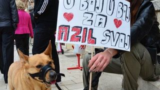 Skup podrške za NO KILL skloništa za životinje,  foto Iva Perinčić