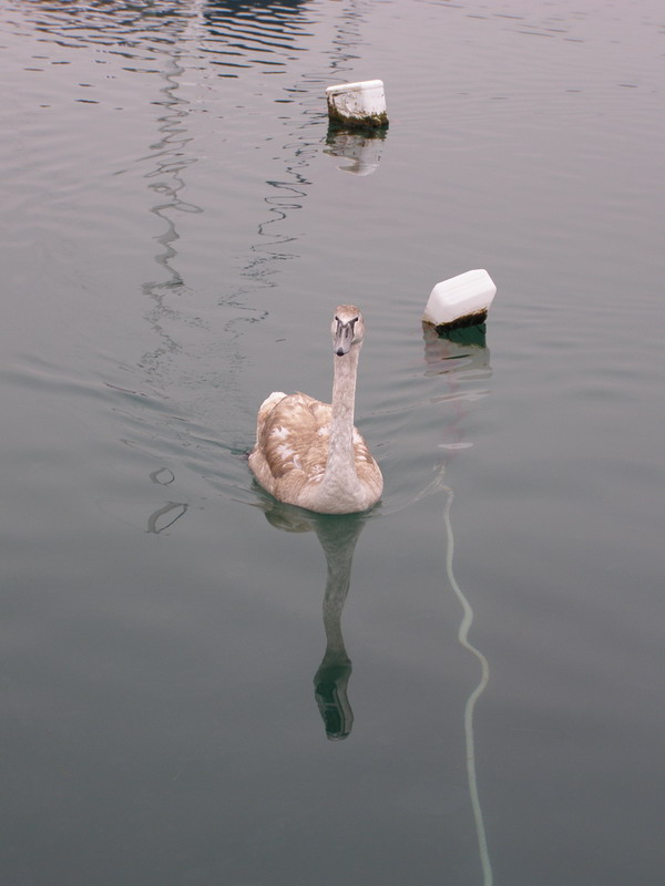 Labud u Posedarju (Foto: Josip Prskalo)