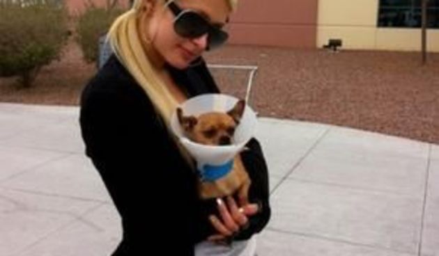 Paris Hilton ( foto Animal Foundation)