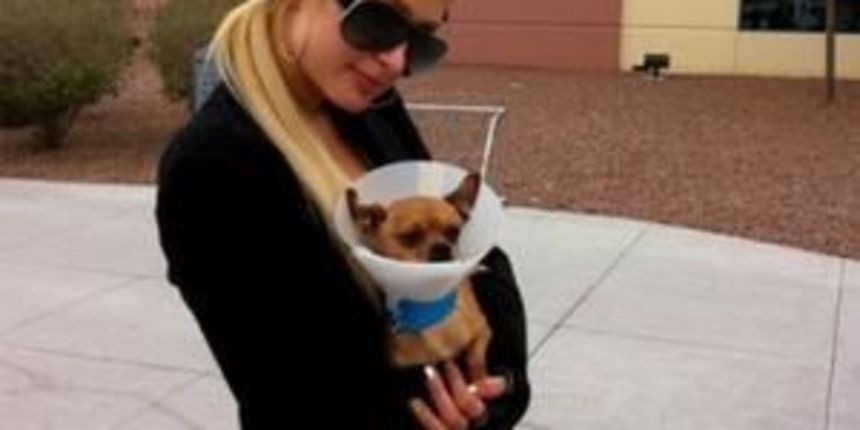 Paris Hilton ( foto Animal Foundation) Paris Hilton ( foto Animal Foundation)