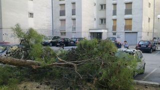 Sruseni bor u ulici Ante Starcevica