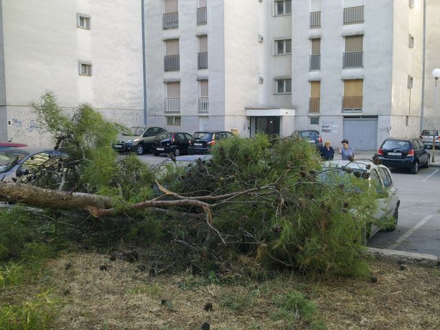 Sruseni bor u ulici Ante Starcevica