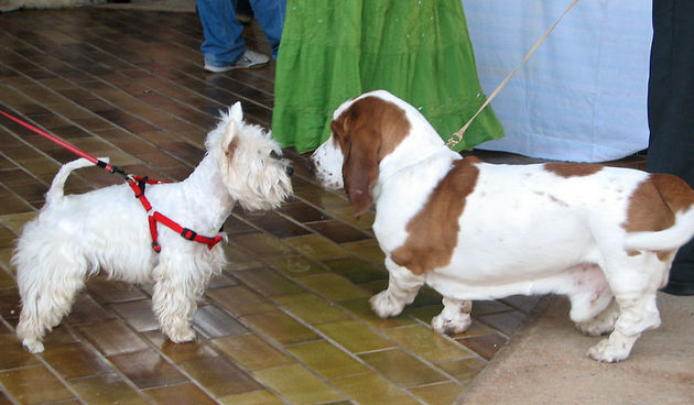 Izložba pasa (Foto: Nenad Malik)