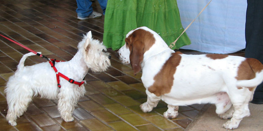 Izložba pasa (Foto: Nenad Malik) Izložba pasa (Foto: Nenad Malik)