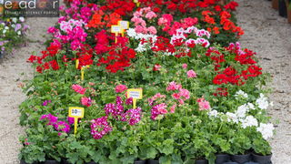 Đir po gradu 20. travnja 2017. Đir po gradu 20. travnja 2017.