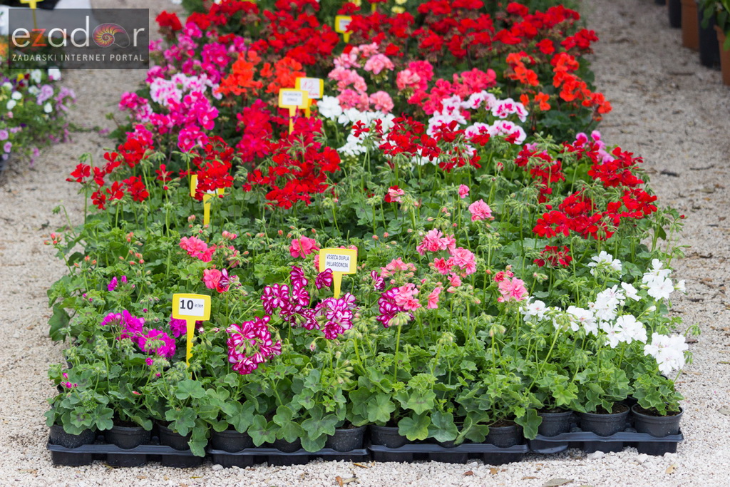 Đir po gradu 20. travnja 2017. Đir po gradu 20. travnja 2017.