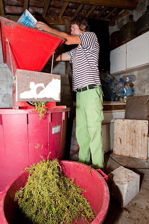 Priča o vinu: Od trsa do bačve, Foto: Leo Banić