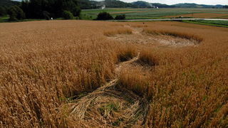 Cakovec, 280610.
Izmedju mjesta Donji Koncovscak i Sveti Martin na Muri u zitu pojavili su se misteriozni krugovi. Mjestani okolnih kuca ne vjeruju da se radi o vanzemaljcima, vec da je rijec o sali lokalnih mjestana.
Foto: Zeljko Hajdinjak / CROPIX Cakovec, 280610.
Izmedju mjesta Donji Koncovscak i Sveti Martin na Muri u zitu pojavili su se misteriozni krugovi. Mjestani okolnih kuca ne vjeruju da se radi o vanzemaljcima, vec da je rijec o sali lokalnih mjestana.
Foto: Zeljko Hajdinjak / CROPIX