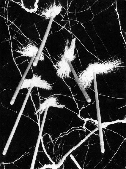 Braća Brkan: Slike sna i svjetlosti Braća Brkan: Slike sna i svjetlosti