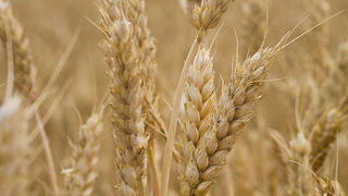 Zlatno žito Dalmacije, slama, foto: Leo Banić