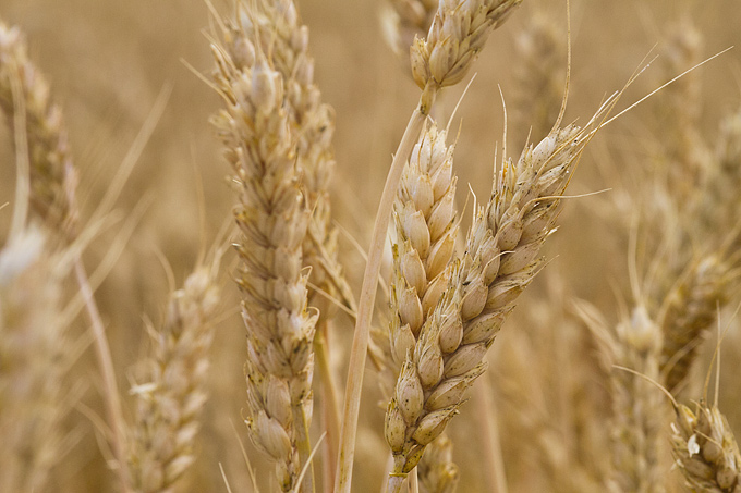 Zlatno žito Dalmacije, slama, foto: Leo Banić