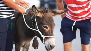 Trka Tovarov – 48. Memorijal Kenje Vijole Sukošan  Photo: Leo Banić