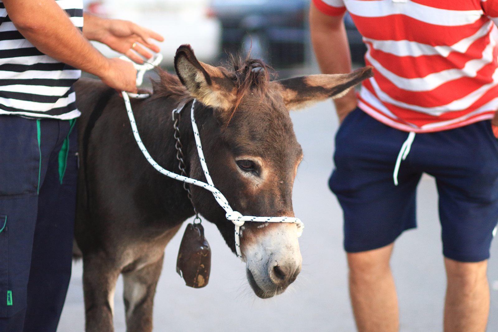 Trka Tovarov – 48. Memorijal Kenje Vijole Sukošan  Photo: Leo Banić