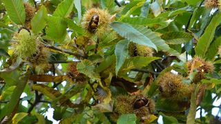 Pitomi kesten (Castanea sativa) jedan je od najprepoznatljivijih plodova jeseni. Photo: Borna Filić/PIXSELL Pitomi kesten (Castanea sativa) jedan je od najprepoznatljivijih plodova jeseni. Photo: Borna Filić/PIXSELL